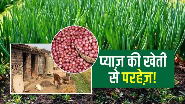 Bihar के 12 गांवों में प्याज़ की खेती नहीं करते हैं ग्रामीण, सदियों से चली आ रही परंपरा