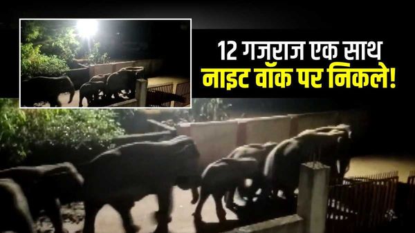 VIDEO: कॉलोनी में घुसे गजराज को देखकर याद आई हॉस्टल लाइफ, यूजर बोले- रात में मैगी, चाय और सुट्टा