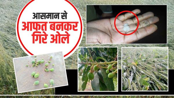 Weather : बेमौसम बारिश और ओलावृष्टि से गेहूं, सरसों और आम को भारी नुकसान, फसलों को बचाने के लिए करें ये उपाय