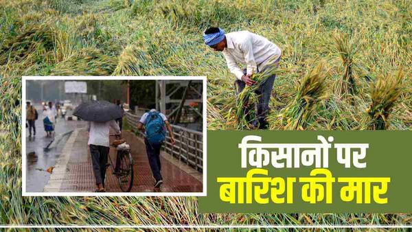 Rajasthan Weather: बेमौसम बारिश ने फेरा किसानों की फसल पर पानी, मौसम विभाग का अलर्ट जारी