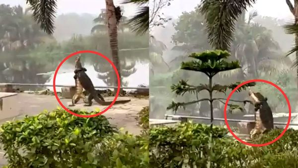 VIDEO: कॉलेज कैंपस में लड़ते दिखे दो दैत्याकार जीव, वीडियो बनाने वाले के भी फूले हाथ-पांव