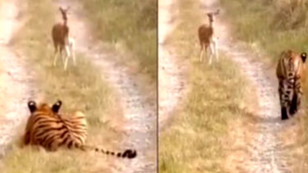 VIRAL VIDEO: हिरण के सामने शांत दिखा खूंखार बाघ, हैरान करने वाला वीडियो हुआ वायरल