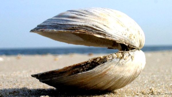 'Aber-clam Lincoln': समुद्र किनारे पड़ा मिला 218 साल पुराना क्लैम, लैब ने दिया अजीबोगरीब नाम