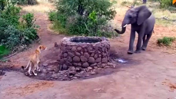 VIDEO: शेर के पास अचानक आ धमका हाथी, जंगल के राजा की सिट्टी पिट्टी हुई गुल और फिर...
