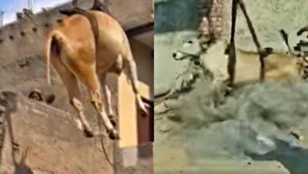 Rewari Cow on Roof: रात के अंधेरे में घर की छत पर पहुंची गाय, सुबह क्रेन से रेस्क्यू में छूटे पसीने