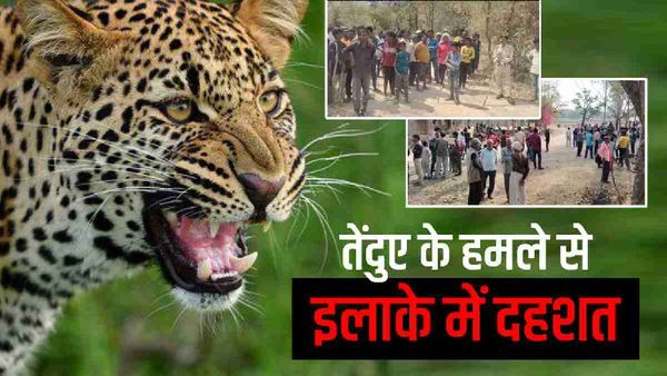 Satna News: महिला को मुंह में दबाकर भाग रहा था तेंदुआ, युवक ने संघर्ष कर बचाई जान, दोनों हुए जख्मी