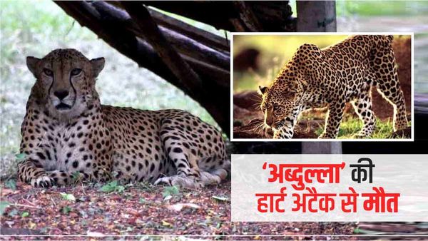 हैदराबाद के अंतिम जिंदा चीते अब्दुल्ला की मौत, पोस्टमार्टम रिपोर्ट में आई चौंकाने वाली वजह