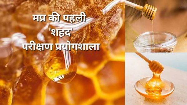 MP: दमोह को मिली 'Honey' टेस्टिंग लैब, प्रदेश भर से आएंगे 'शहद' के सैंपल