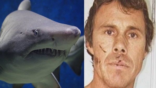 आश्चर्यजनक: शार्क ने गोताखोर को निगला, अचानक हुआ कुछ ऐसा वो बच निकला जिंदा