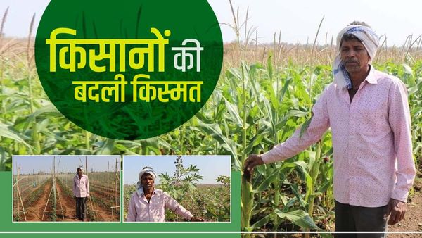 MP: सरकार की इन योजनाओं ने बदली किसानों की किस्मत, कम लागत में कमाया भरपूर मुनाफा