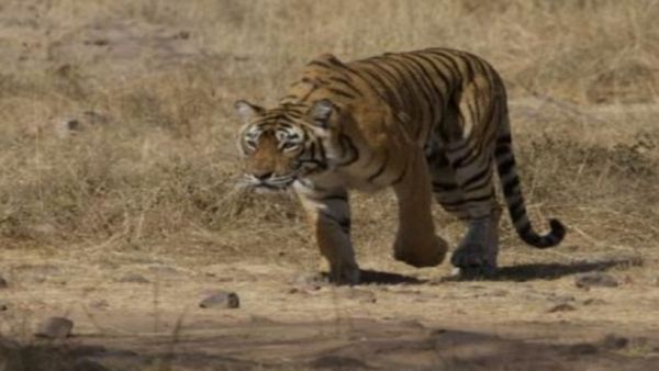 Tiger Relocation Project: पन्ना टाइगर रिजर्व टीम को छका रही बाघिन, दूसरी बाघिन को भेज सकते हैं शिवपुरी