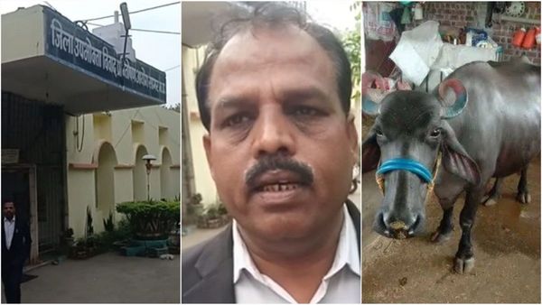 Sagar: भैंस का बीमा लेने कोर्ट में छह साल तक लड़ी लड़ाई, कोर्ट ने यूआईआईसी कंपनी पर ठोका जुर्माना