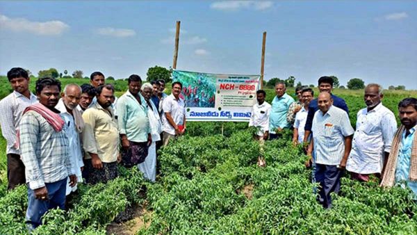 New Hybrid Chilli में कीड़े नहीं लगेंगे, जल्दी तैयार होती है फसल, किसान छप्परफाड़ कमाई कर सकेंगे, जानिए