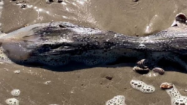 Alien: समुद्र तट पर मिला एलियन जैसा जीव, महिला ने दिखाई फोटो तो RSPCA भी बेखबर, जानें क्या है इसका रहस्य