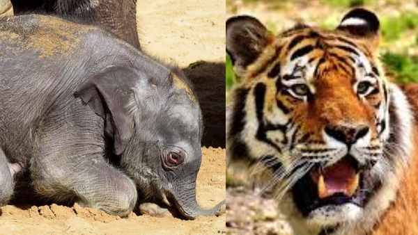 Umaria News: बांधवगढ़ टाइगर रिजर्व में हाथी के बच्चे को मारकर खा गए बाघ, शरीर का पिछला हिस्सा गायब