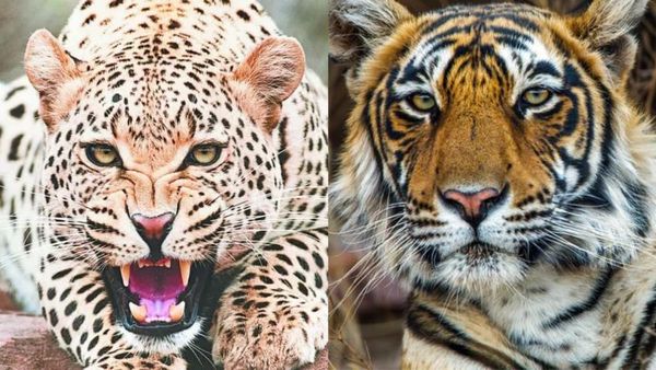 Bandhavgarh Tiger Reserve: बाघ के इलाके में तेंदुए ने दी दखल तो बेरहमी से उतारा मौत के घाट