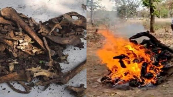 MP News: बांधवगढ़ टाइगर रिजर्व के कुएं में मिले बाघ के 150 टुकड़े, जांच के लिए भेजे गए फॉरेंसिक लैब