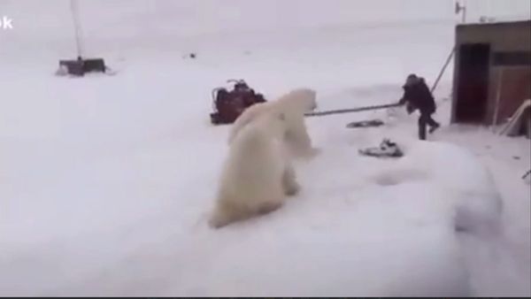 दो भालुओं से अकेले लड़ा शख्स, एक डंडे से बचाई जान, दिल दहलाने वाला VIDEO Viral