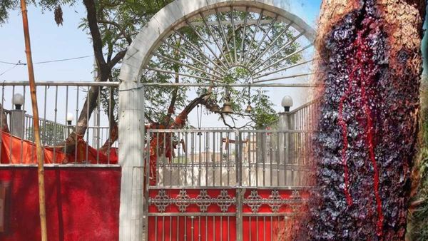 OMG! पेड़ से निकलता है ख़ून, काटने वाले हो जाते हैं अनहोनी का शिकार, जुड़ी है कई मान्यताएं