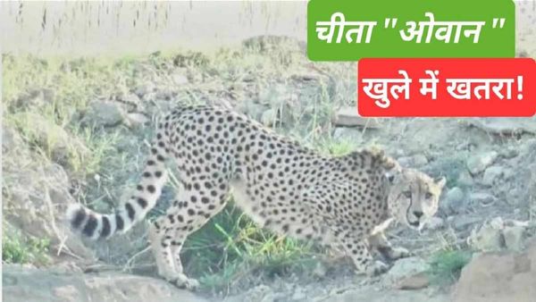 Kuno National Park: चीते को समझा था तेंदुआ, लाठी-डंडे उठा लिए थे, गनीमत रही बच गई जान!