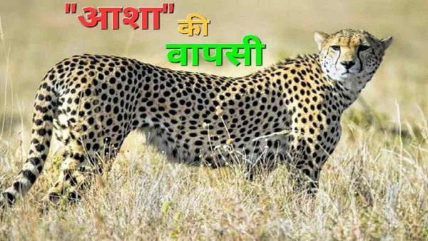Kuno National Park: चीता 'ओबान' की गर्लफ्रेंड ‘आशा' भी बफर जोन में वापस लौटी