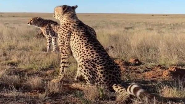 नामीबिया और दक्षिण अफ्रीकी नर-मादा चीतों की कराएंगे क्राॅस ब्रीडिंग, ताकि नई प्रजाति बेहतर मिले