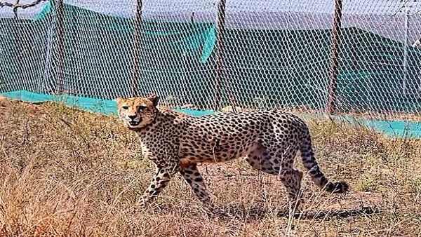 Kuno National park: दक्षिणी अफ्रीका से आए 12 चीतों में से 3 को बड़े बाड़े में छोड़ा