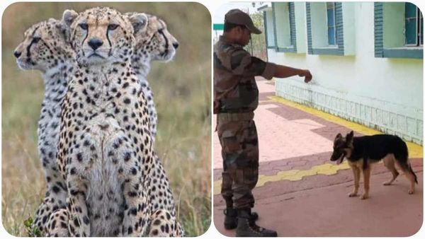 Kuno: सुपर डाॅग कमांडो ‘illu' के कंधों पर चीतों की सुरक्षा, शिकारियों को पकड़ने की खास ट्रेनिंग