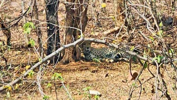 Kuno: भगोड़ा चीता 'ओबान' माधव नेशनल पार्क पहुंचा, यहां 'बाघ-तेंदुओं' से जान का खतरा!