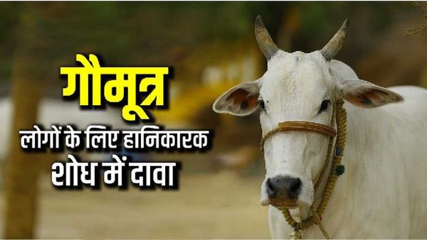 'गौमूत्र' मनुष्यों के पीने के लिए सही नहीं, इसमें 14 तरह के बैक्टीरिया मौजूद, अनुसंधान में दावा