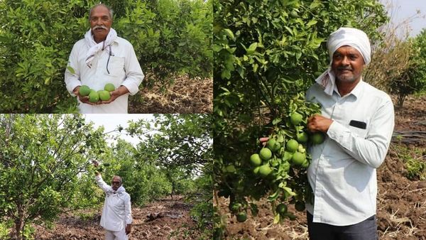 MP: फलों की खेती से चमक उठी किसानों की किस्मत, कुछ इस तरह हो रहा बंपर फायदा