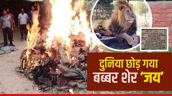 Babbar Lion Death: ग्वालियर के गांधी प्राणी उद्यान का बब्बर शेर 'जय' की मौत, उदास हो गए शावक
