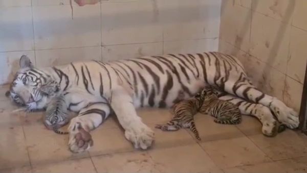 Gwalior Zoo: ग्वालियर चिड़ियाघर में सफेद बाघिन मीरा ने दिया तीन शावकों को जन्म, एक का रंग सफेद तो दो का पीला