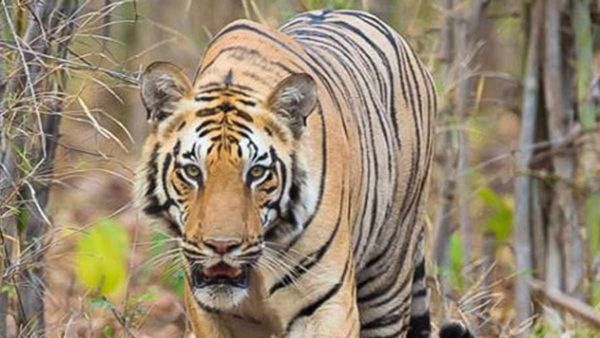 IBCA: इंटरनेशनल कैट्स एलायंस क्‍या हैं, जिसका कर्नाटक में पीएम मोदी करेंगे उद्घाटन