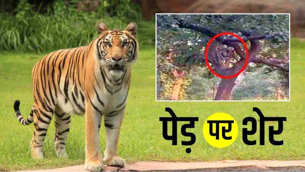 Kanha National Park: क्या सही में पेड़ पर चढ़ गया ‘शेर’? कान्हा पार्क की Viral Photo की चर्चा, निकला बाघ
