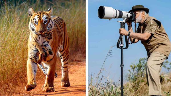 karnataka: बांदीपुर टाइगर रिजर्व में पीएम मोदी को नहीं दिखा था एक भी बाघ, क्या है वजह?