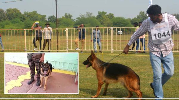 Kuno Century: श्योपुर में अब कूनो सेंचुरी की सुरक्षा करेगी प्रशिक्षित जर्मन शेफर्ड डॉग, शिकारियों पर रखेगी नजर