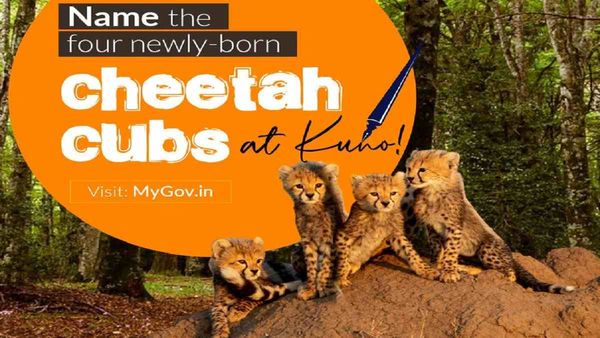 Kuno: भारत की धरती पर जन्में नन्हें ‘चीतों' के आप भी रख सकते हैं नाम