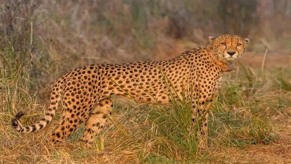 Kuno: नेशनल पार्क से तीसरी दफा भागा ‘चीता ओबान’ 10 दिन पहले जहां रेस्क्यू किया था, वहीं पहुंचा