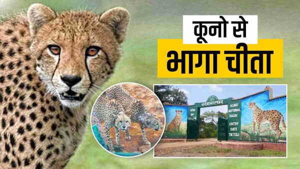 Kuno National Park में रिलीज किए चीतों में भाग गया ‘ओवान’, कैप्चर करने ट्रेंकुलाइज गन का सहारा