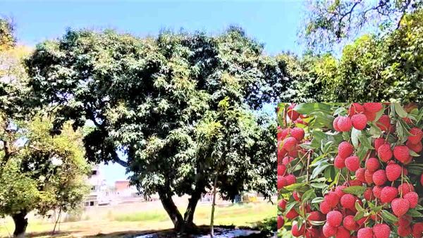 150 पेड़ करते हैं लीची के इन विशेष 15 पेड़ों का संरक्षण, दुबई से लंदन तक मिलती है मुँह मांगी कीमत