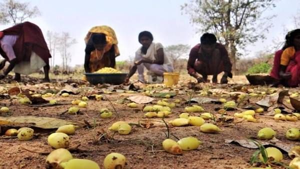 Madhya Pradesh से 200 टन महुआ 110 रूपये प्रति किलो की दर से लंदन होगा निर्यात