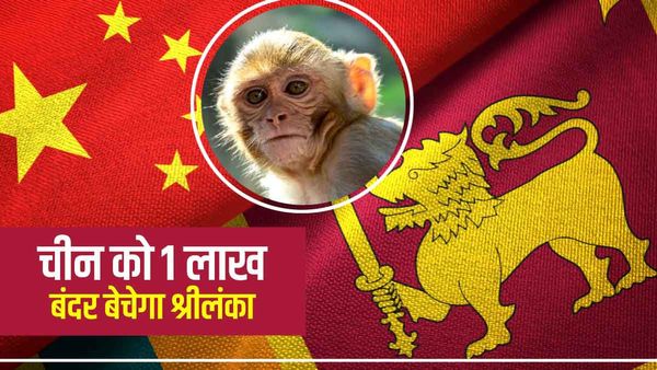 चीन को 1 लाख लुप्तप्राय बंदर भेजेगा श्रीलंका, वैज्ञानिक प्रयोग या फिर मांस के लिए होगा इनका इस्तेमाल?