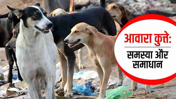 आवारा कुत्ते बन चुके हैं बहुत बड़ी समस्या, इससे कैसे निपटें?