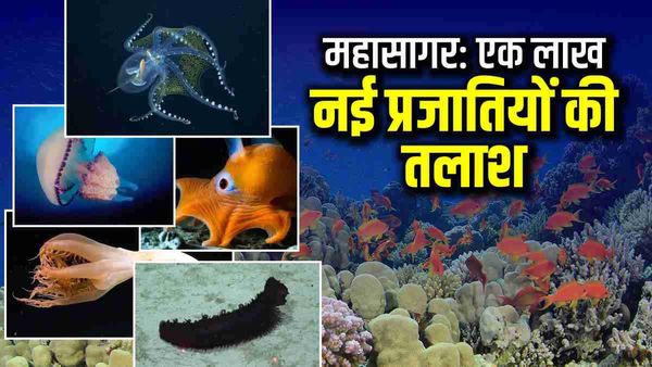 महासागरों में रहस्यमय Twilight zone क्या हैं, वैज्ञानिकों को है 1,00,000 नई प्रजातियों की तलाश?