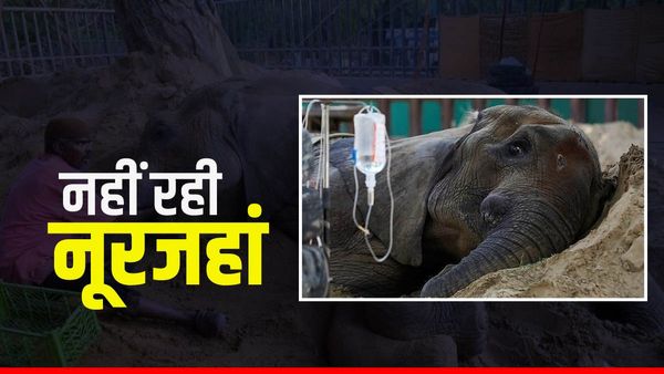 Noor Jehan Elephant: जिंदगी की जंग हार गई पाकिस्तान की नूरजहां, 6 महीने रही बीमार, ठीक से नही हुई देखभाल