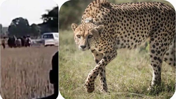 Kuno: जंगल छोड़कर भागा 'चीता ओवान' वापस कूनो पहुंचा, दक्षिण अफ्रीकी विशेषज्ञों ने किया था ट्रेंकुलाइज