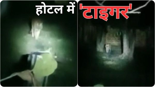 Panna Tiger Reserve: टाइगर सफारी के लिए गए थे जंगल, कैंप होटल में आ गया 'टाइगर', दहशत में आ गए सैलानी