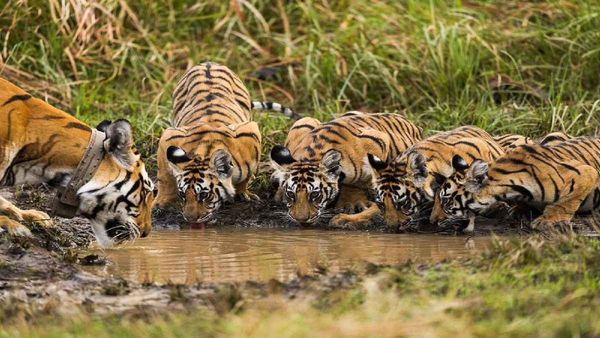 Panna Tiger Reserve: बाघों की प्यास... 'शावकों' की मस्ती, उछलकूद ने पर्यटकों को दीवाना बनाया