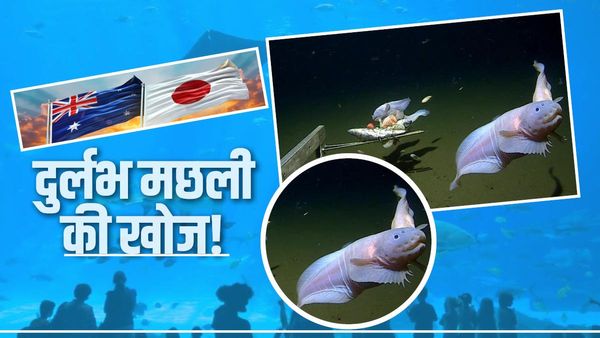 आठ किलोमीटर गहराई में भी जिंदा रहती है ये मछली, 15 साल की रिसर्च के बाद वैज्ञानिकों को मिली सफलता
